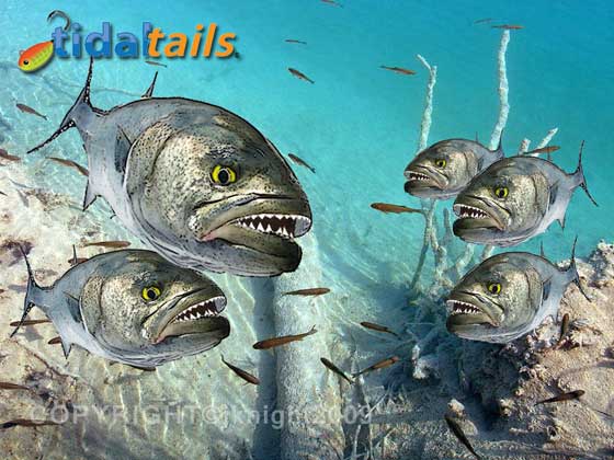 Bluefish
